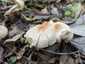 Büdös őzlábgomba (Lepiota cristata), Kisoroszi